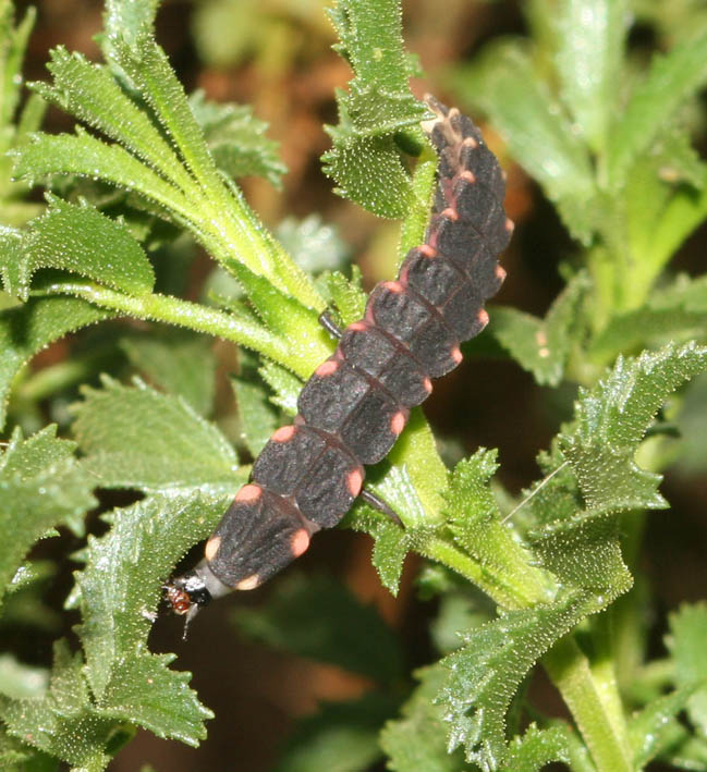 Larva di Lampyris sardiniae